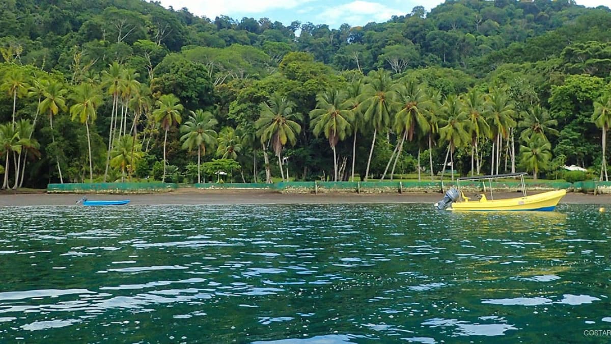 Golfo Dulce en Puntarenas: Avistamiento de Delfines y Manglares Únicos