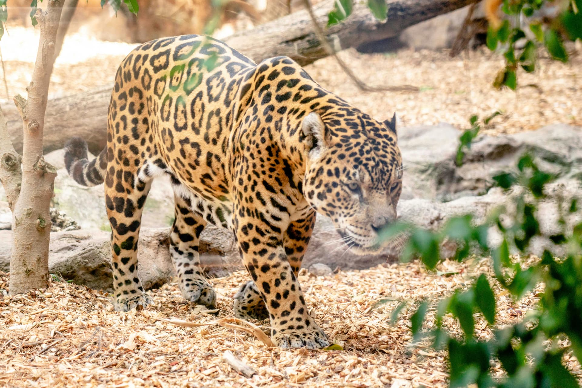 Las Casitas Italiana imagen 4